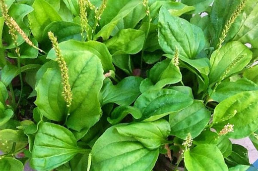 Các loại lá cây uống mát gan bạn không nên bỏ qua Cac loai la cay uong mat gan ban khong nen bo qua