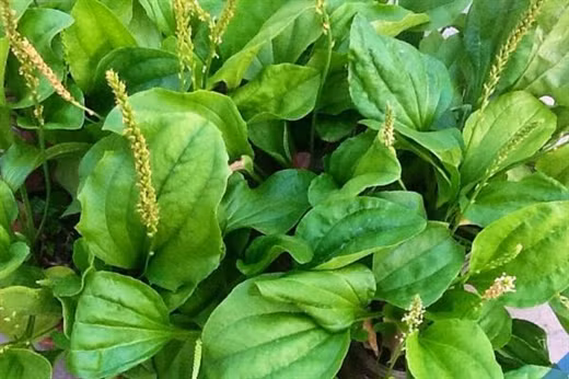 Cac loai la cay uong mat gan ban khong nen bo qua