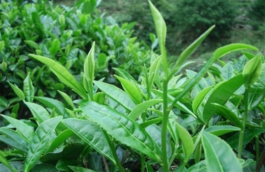 Các loại lá cây uống mát gan bạn không nên bỏ qua Cac loai la cay uong mat gan ban khong nen bo qua