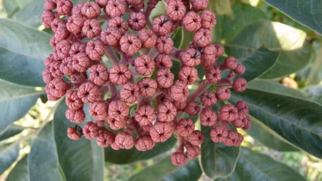 Giáo sư Đông y: Mất ngủ đừng uống thuốc quá lâu, chỉ dùng 1 củ tỏi là trị được ảnh 2 Giáo sư Đông y: Mất ngủ đừng uống thuốc quá lâu, chỉ dùng 1 củ tỏi là trị được ảnh 2