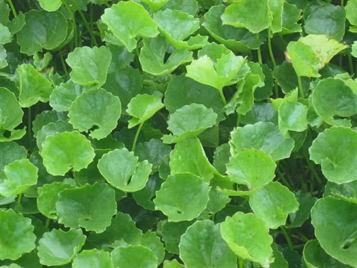 Các loại lá cây uống mát gan bạn không nên bỏ qua