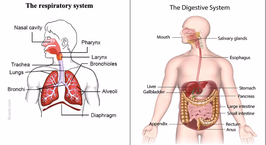 Từ vựng tiếng Anh được chú thích qua các hình ảnh trong mỗi giờ học.