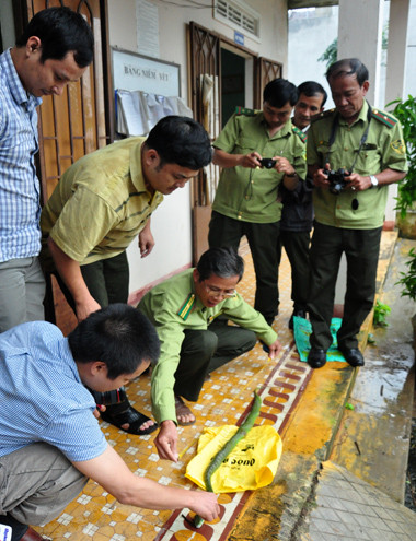 15-12-Anh-1-Ran-luc-duoi-do-2490-1418631