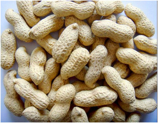 thực phẩm bổ não 1 thực phẩm bổ não 1