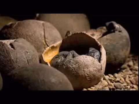 Chúng đẻ trứng như khủng long hay rùa và cá sấu ngày nay