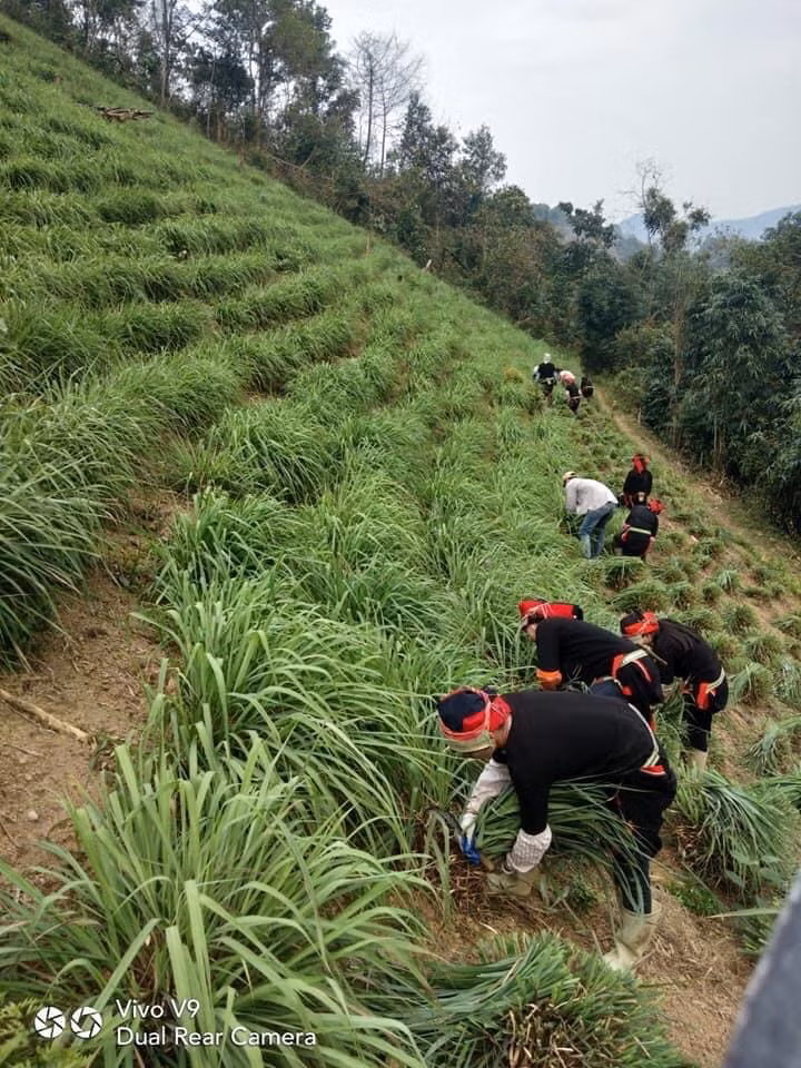 Cây sả Java được người dân chú trọng phát triển mang lại nguồn thu ổn định