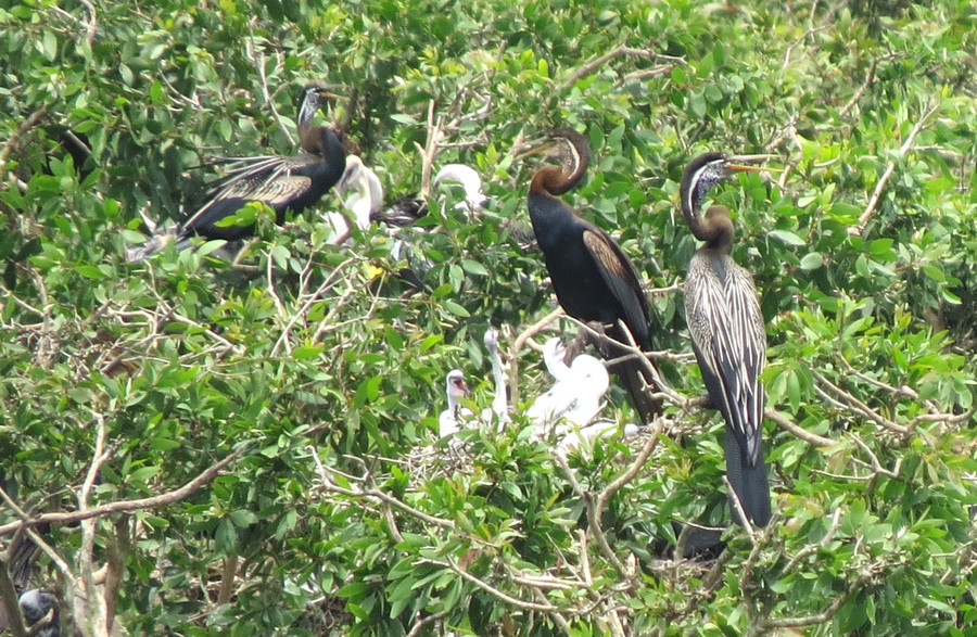 Xuồng sẽ đưa bạn len lõi theo dòng kênh mênh mông nước để đến với bãi chim sinh sản