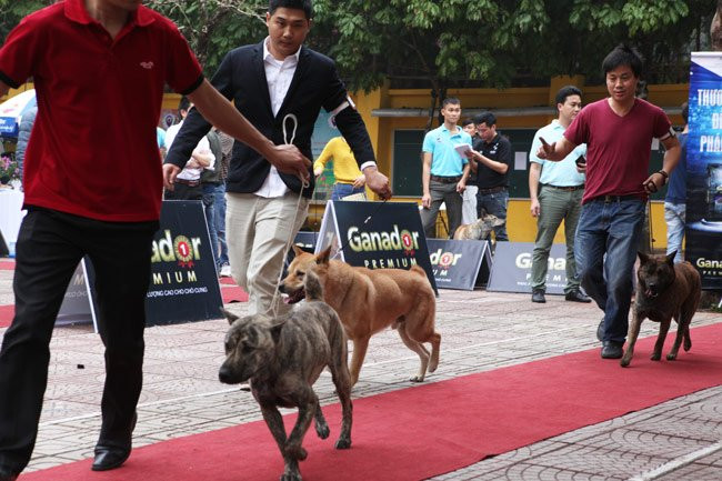Hơn 100 chú chó H’Mông cộc đuôi khoe dáng giữa HN hình ảnh 1 hon 100 chu cho h’mong coc duoi khoe dang giua hn hinh anh 1