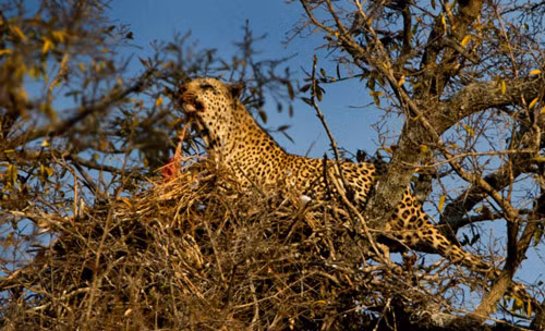 Đại bàng làm tổ ở độ cao 25m vẫn không thoát móng vuốt báo gấm ảnh 1