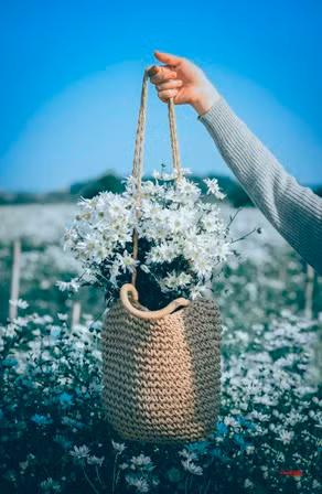 Cúc Họa Mi mê hoặc lòng người bởi sắc trắng tinh khôi