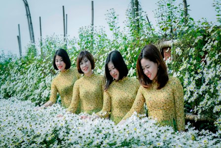 Cúc Họa Mi được nhiều chị em chọn để chụp những bộ ảnh đẹp nhất