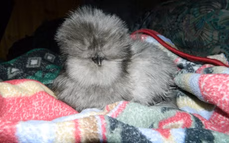 Chum anh: Nhung chu ga long bong sinh ra de lam thu cung - Anh 18