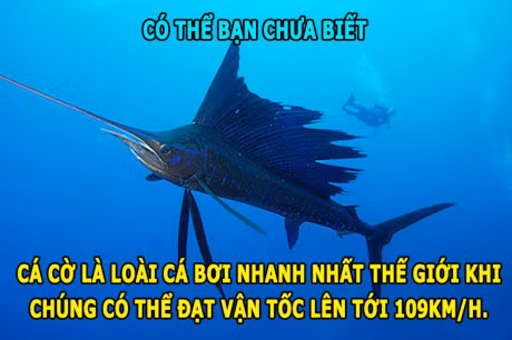 DOC-LA: Ran khong the chop mat, loai ca boi 109km/h - Anh 5