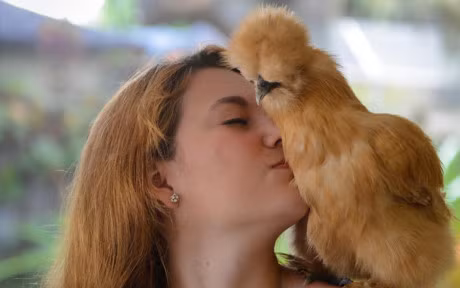 Chum anh: Nhung chu ga long bong sinh ra de lam thu cung - Anh 5