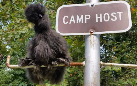 Chum anh: Nhung chu ga long bong sinh ra de lam thu cung - Anh 11