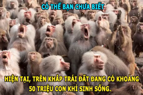 DOC-LA: Ran khong the chop mat, loai ca boi 109km/h - Anh 7