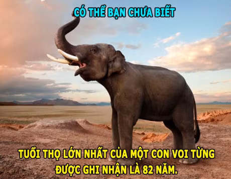 DOC-LA: Ran khong the chop mat, loai ca boi 109km/h - Anh 6