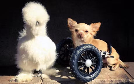 Chum anh: Nhung chu ga long bong sinh ra de lam thu cung - Anh 9