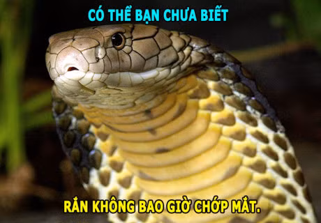 DOC-LA: Ran khong the chop mat, loai ca boi 109km/h - Anh 2