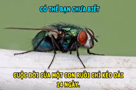 DOC-LA: Ran khong the chop mat, loai ca boi 109km/h - Anh 4