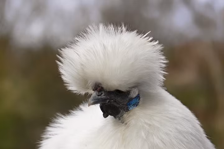 Chùm ảnh: Những chú gà lông bông sinh ra để làm thú cưng