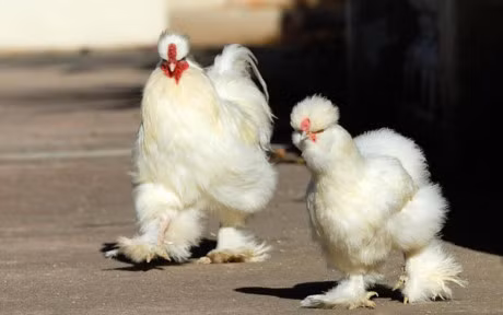 Chum anh: Nhung chu ga long bong sinh ra de lam thu cung - Anh 2