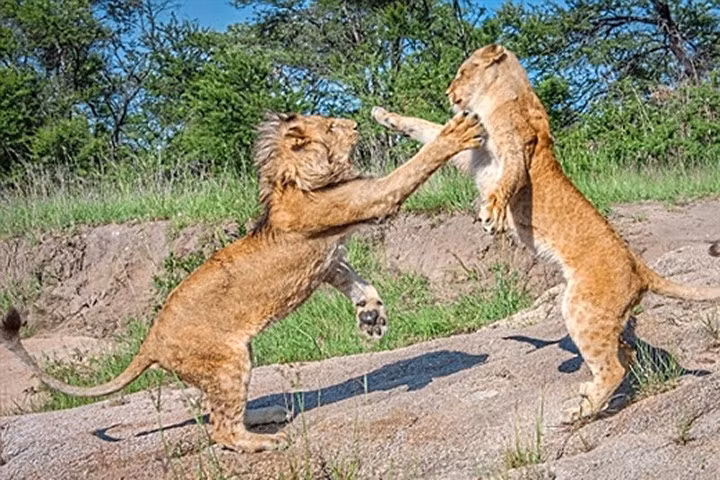 Sư tử quyết chiến tới kiệt sức