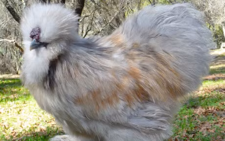 Chum anh: Nhung chu ga long bong sinh ra de lam thu cung - Anh 12