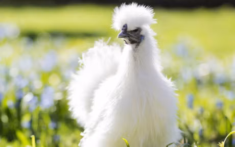 Chum anh: Nhung chu ga long bong sinh ra de lam thu cung - Anh 1