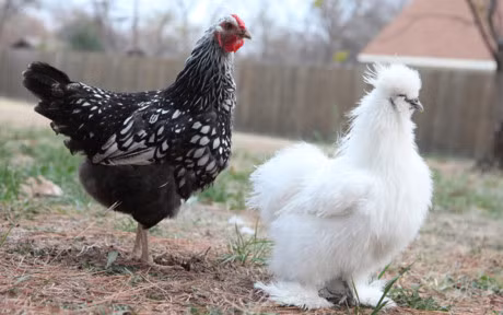 Chum anh: Nhung chu ga long bong sinh ra de lam thu cung - Anh 7