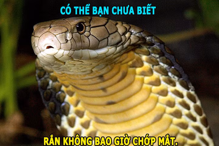ĐỘC-LẠ: Rắn không thể chớp mắt, loài cá bơi 109km/h