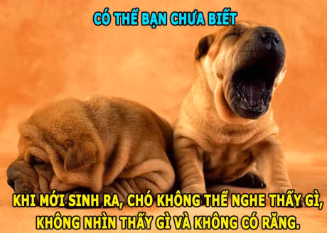 DOC-LA: Ran khong the chop mat, loai ca boi 109km/h - Anh 3