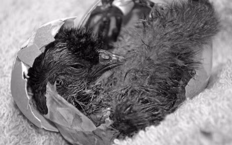 Chum anh: Nhung chu ga long bong sinh ra de lam thu cung - Anh 15