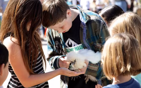 Chum anh: Nhung chu ga long bong sinh ra de lam thu cung - Anh 4