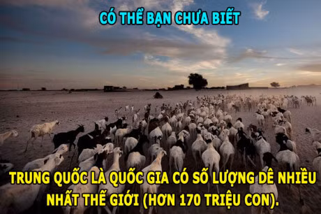 DOC-LA: Ran khong the chop mat, loai ca boi 109km/h - Anh 1