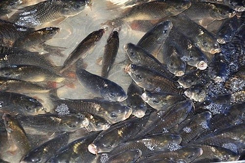 Trợ giá lưu giữ, sản xuất giống gốc giống thủy sản 