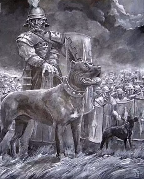 Doi quan cho san thien chien va dang so nhat lich su Viet Nam - Anh 2