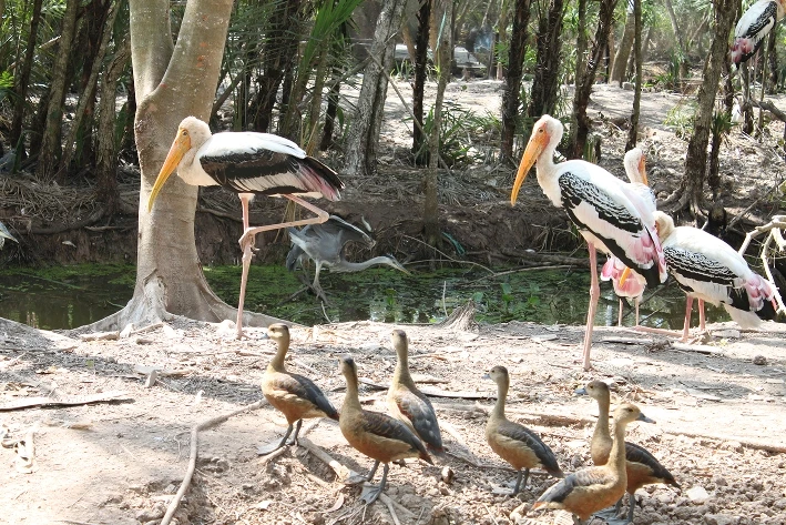 Cò nhạn (hay còn gọi là cò ốc), loài chim quý hiếm, nằm trong Sách đỏ Việt Nam