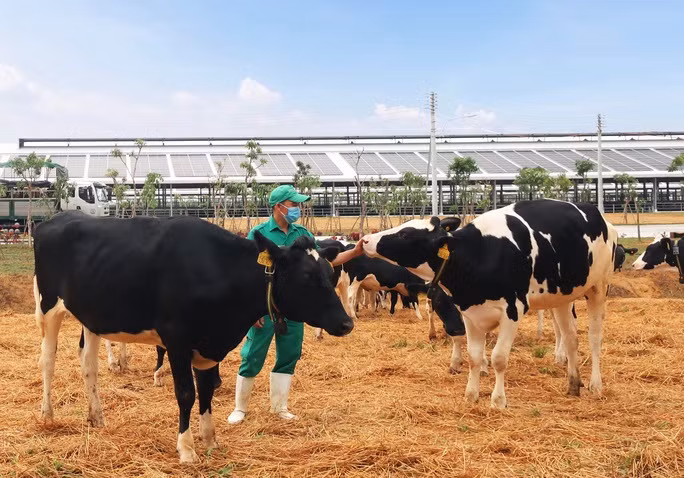 Vinamilk nhập khẩu hơn 2.100 bò sữa HF thuần chủng từ Mỹ về trang trại mới tại Quảng Ngãi - Ảnh 5.