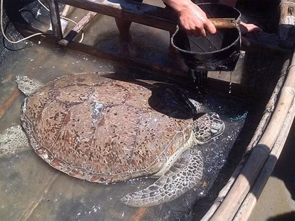 4 con rùa hình dáng kỳ lạ từng gây xôn xao dư luận