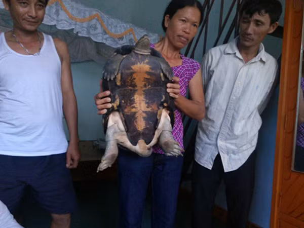 4 con rùa hình dáng kỳ lạ từng gây xôn xao dư luận