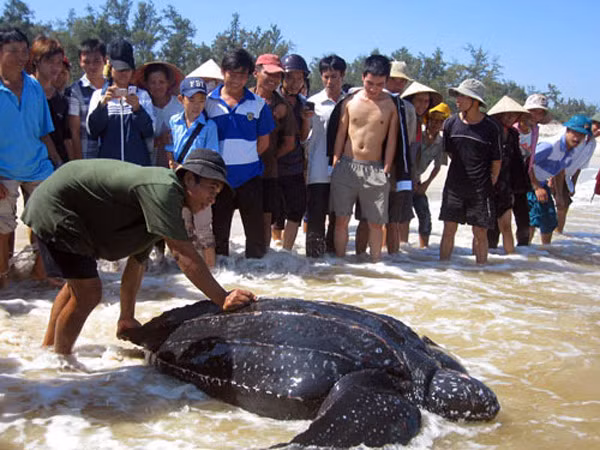 4 con rùa hình dáng kỳ lạ từng gây xôn xao dư luận