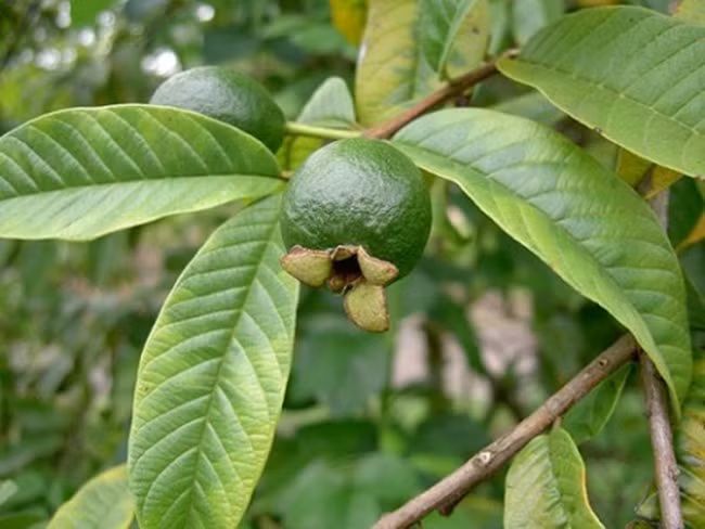 Lá ổi là một loại “thần dược” có nguồn gốc từ thiên nhiên