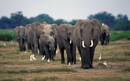 Thú nuôi quái thú độc, dị của Thái tử Dubai điển trai - Hình 6 Thu nuoi quai thu doc, di cua Thai tu Dubai dien trai-Hinh-6