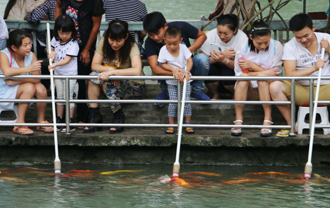 Công viên cho cá bú bình sữa ảnh 2