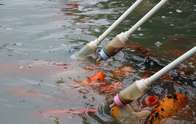 Công viên cho cá bú bình sữa ảnh 3