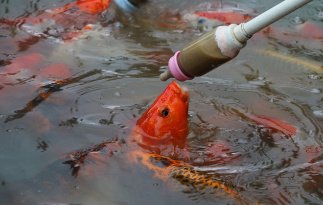 Công viên cho cá bú bình sữa ảnh 5