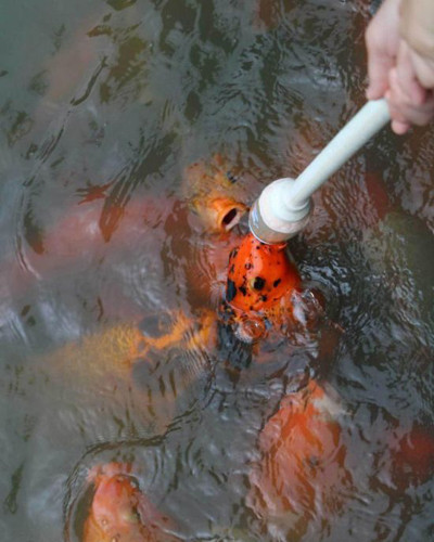 Công viên cho cá bú bình sữa ảnh 6