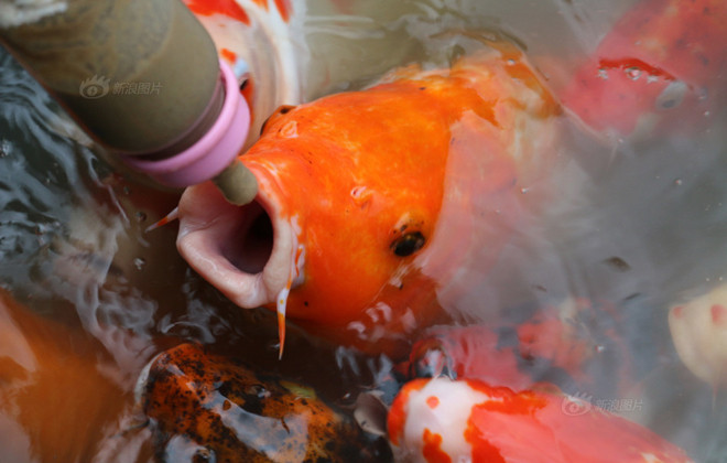 Công viên cho cá bú bình sữa ảnh 1