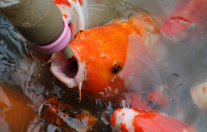 Công viên cho cá bú bình sữa